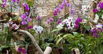 Common orchid tip you need to 'avoid' for 'successful growth' and beautiful blooms