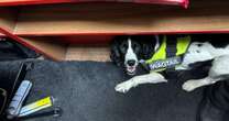 Specially-trained sniffer dogs at work to detect illegal and fake tobacco