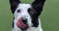 UK's oldest rescue dog is desperate to find his forever home - before it's too lateDogs Trust