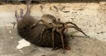 Moment Giant Wolf spider eats rodent on doorstep in front of terrified mum and son