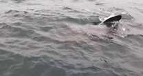 Incredible footage shows moment rogue giant shark spotted swimming off British coastUK News