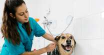 Vet shares exactly how often you should wash your dog – it's probably not what you thinkDogs