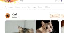 Google hides 'adorable' Easter egg for users searching for cats and dogs