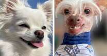 More 'ugly' dogs needed for contest as organisers claim entrants are 'too cute'