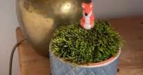 Stunning moss pots made from lawn waste will keep air in your home pure and cleanGardening