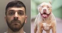 Girl, 3, bitten in face by pitbull in severe mauling outside pub as owner jailedDog attacks