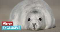 Huge seal pup population booms on remote UK islands humans abandoned 80 years ago