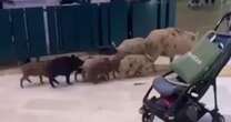 Terrifying moment wild boars storm shopping mall sparking panic in Brit-favourite resort