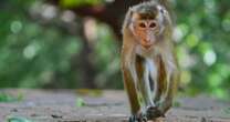 Monkeys break into power station and cause electricity outage for 22m people