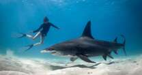 Two women mauled in horror shark attack while swimming at popular Bahamas resort