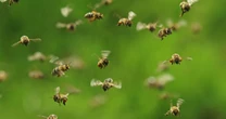 Swarm of bees kill woman in savage attack with another rushed to hospital