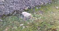 Stunned student discovers graveyard of mutilated sheep sparking big cat fears