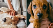 Owners who bought dogs in lockdown warned of deadly parasite - all the symptoms