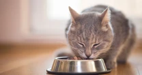 Cat food sold at Pets At Home and Sainsbury's recalled over safety concerns