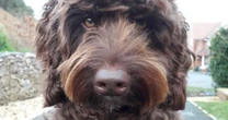 'Amazing' therapy dog helps save woman thinking of taking her own life on motorway