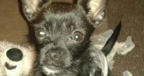 Tiny dog with loud bark saves lives of dad and daughter in horrifying house fire