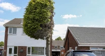 Family left 'gutted' after neighbours chop tree in half in dispute over noisy birds