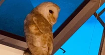Boy, 3, finds big 'scary' owl perched next to his sleeping mum after waking at 4am