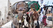 Punishing daily workload of 70,000 donkeys in 40C Saharan city without water or food