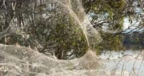 'Spider apocalypse' hits Australia and blankets area in thousands of spooky webs