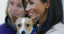 Dog-lover Meghan Markle in touching message to animal owners all around the world