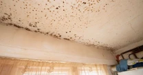 Family plagued by mould-infested 'slum' home with 'mice in kitchen and slugs in bath'