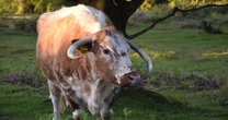Cow headbutts woman and knocks her off her feet as she takes photos in park