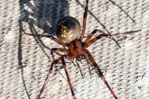 Venomous spiders set to invade homes through our pipes as they avoid weather changes