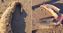 Headless predatory beast found washed up on UK beach sparking mystery