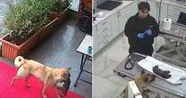 Touching moment dog rushes to vet clinic cradling injured puppy in its mouth