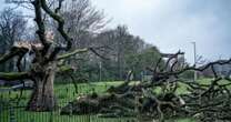 Storm Eowyn destroys iconic Glasgow tree The Darnley Sycamore which has links to royalty