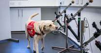 Clever dogs trained to sniff out bowel cancer 'faster than humans can detect it'