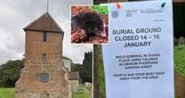 UK council forced to apologise after 'inhumanely' gassing local moles to death