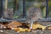 Rats will be invading homes this winter - but 2 ingredients will keep them away