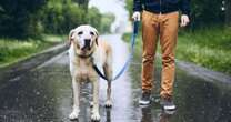 Towelling dog jacket keeps pets dry and warm in the storm and can be delivered tomorrow