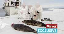 Vile seal shooting package holidays on sale to British hunters with 'heartbreaking' photoshoots