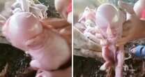 Pig gives birth to mutant piglet with 'human-like' face that cries like baby