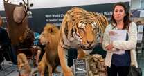 Sick wildlife trophy hunting imports to UK quadruple in one year