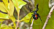 Woman grinds and injects herself with black widow spider - before being rushed to hospital