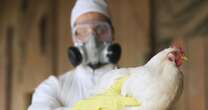 First human case of bird flu confirmed in England after nationwide outbreak