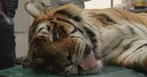 Tiger left blind by camera flashes at zoo forced to have eyelids sewn shut