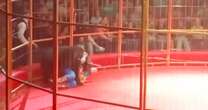 Horror moment hoverboard-riding circus bear turns on handler during show