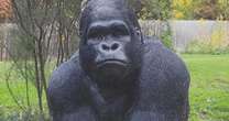 Callous thief stole beloved 20kg gorilla from retirement home then sent cold seven-word text