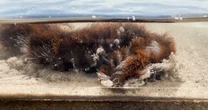 'Worst nightmare' sea creature with sting 'like fire' invading holiday hotspot beaches
