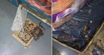 Filthy supermarket full of decomposing rats that gnawed through food packaging