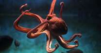 Octopuses 'will rule supreme' as sea creatures are clever enough to be next civilisation-builders