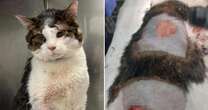 Cat beaten and brutalised in horror knife attack after taking piece of owner's bacon