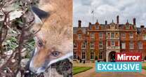 Outrage as video shows fox caught in 'barbaric' snare trap on King's Sandringham estate