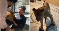 Terrifying moment pet lion attacks screaming man while he tried to take a selfie