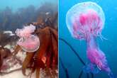 UK under jellyfish invasion as thousands of stinging beasts spotted along coast